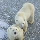 Illustration for article titled As Sea Ice Shrinks, Polar Bears Are Moving Farther North